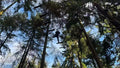 2025年11月29日 Go Ape Wyre Forest