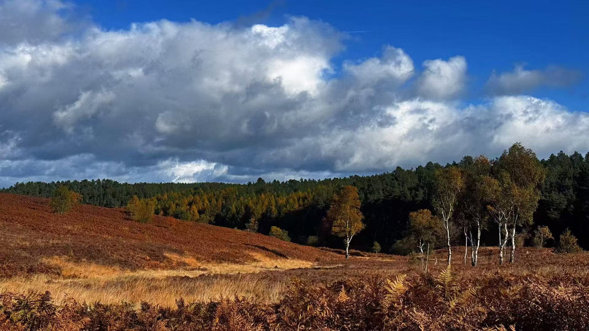 2025年10月25日 Cannock Chase Forest